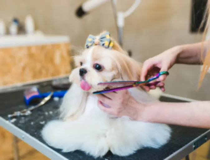 Small Dog Getting a Haircut